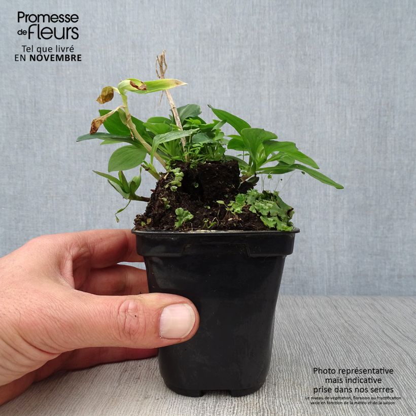 Exemplar von Alstroemeria Pitchounes Gaspard - Inkalilie Kleine Töpfe von 8/9 cm wie im Herbst geliefert