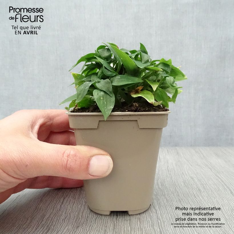 Exemplar von Alstroemeria Pitchounes Lola - Inkalilie Kleine Töpfe von 8/9 cm wie im Frühjahr geliefert