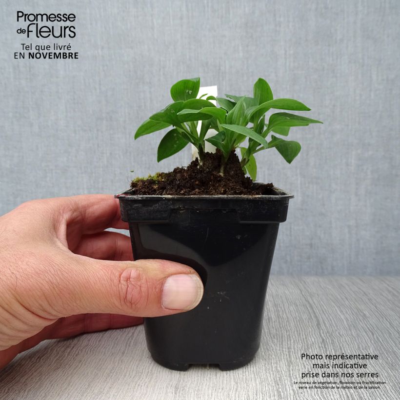 Exemplar von Alstroemeria Pitchounes Lola - Inkalilie Kleine Töpfe von 8/9 cm wie im Herbst geliefert