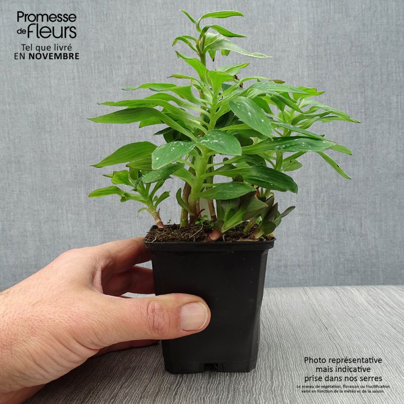 Exemplar von Alstroemeria Pitchounes Lucas - Inkalilie Kleine Töpfe von 8/9 cm wie im Herbst geliefert