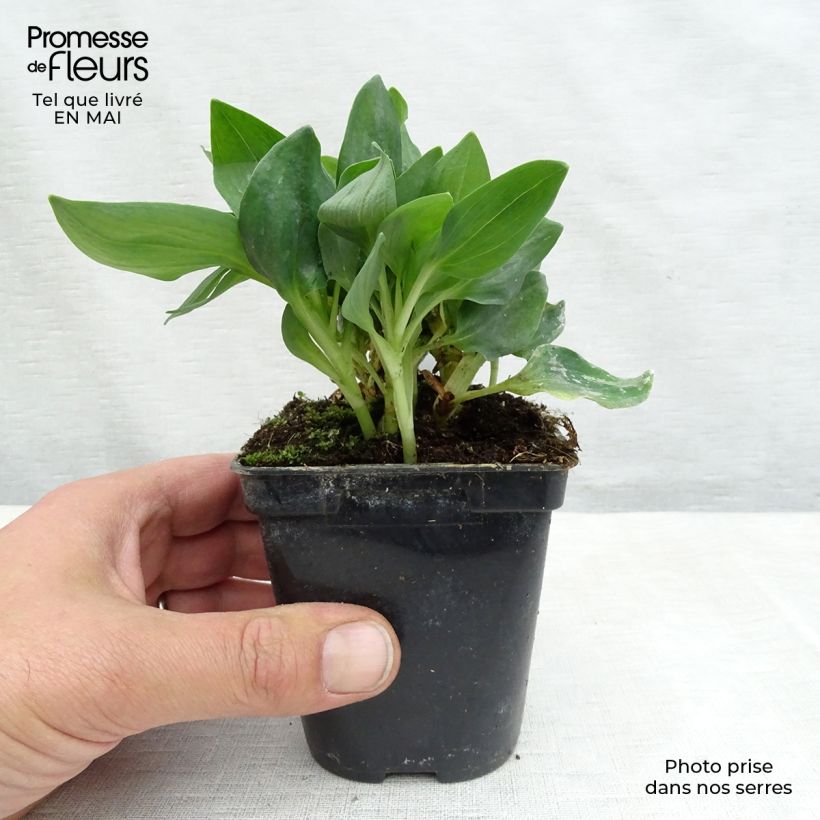 Exemplar von Alstroemeria Pitchounes Noah - Inkalilie Kleine Töpfe von 8/9 cm wie im Frühjahr geliefert