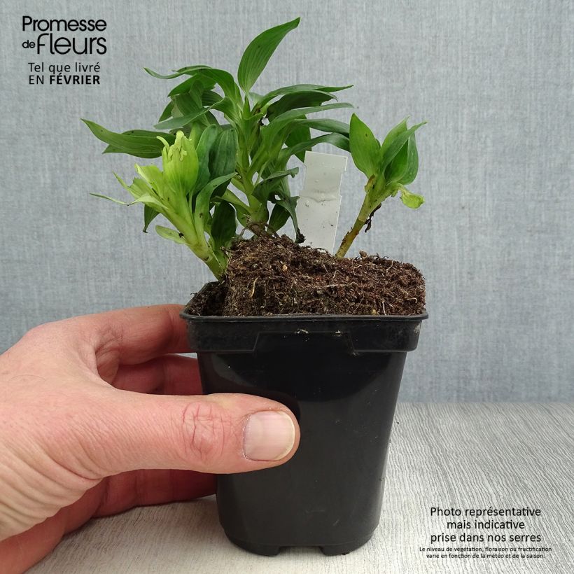 Exemplar von Alstroemeria Pitchounes Noah - Inkalilie Kleine Töpfe von 8/9 cm wie im Winter geliefert