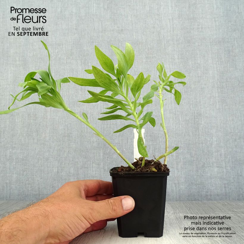 Exemplar von Alstroemeria Pitchounes Oceane - Inkalilie Kleine Töpfe von 8/9 cm wie im Sommer geliefert
