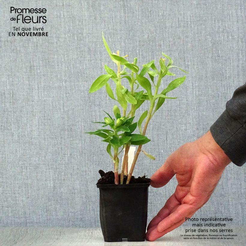 Exemplar von Alstroemeria Pitchounes Rosie - Inkalilie Kleine Töpfe von 8/9 cm wie im Herbst geliefert