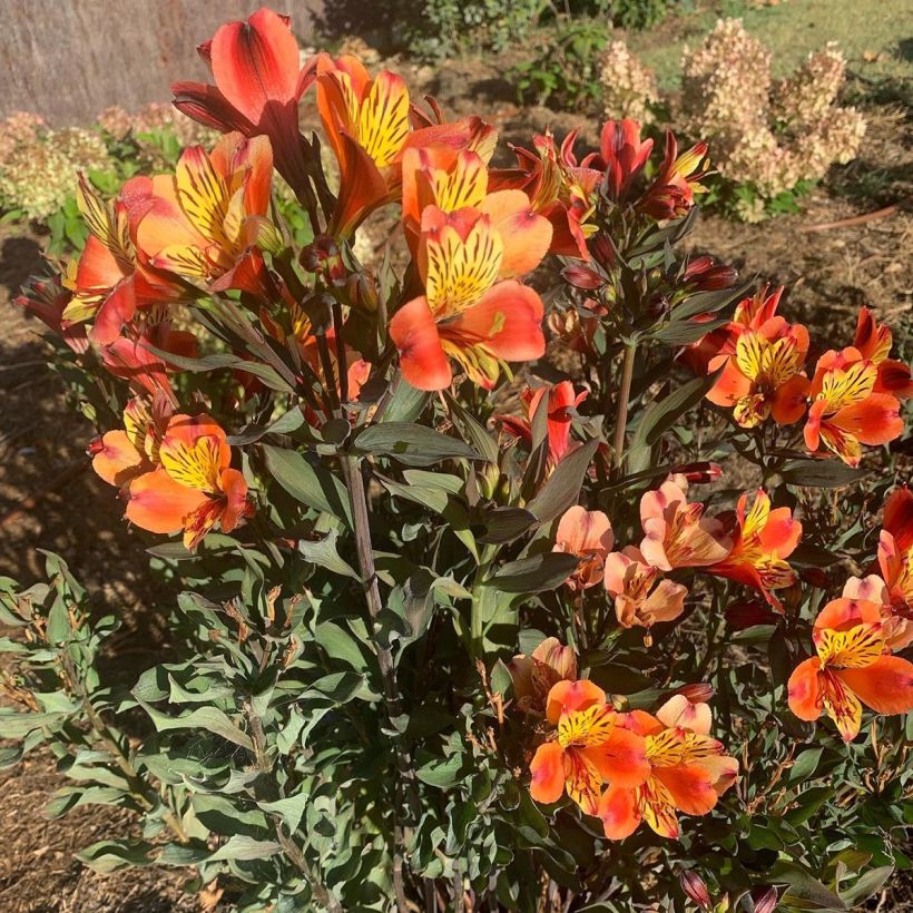 Alstroemeria Indian Summer - Inkalilie (Wuchs)