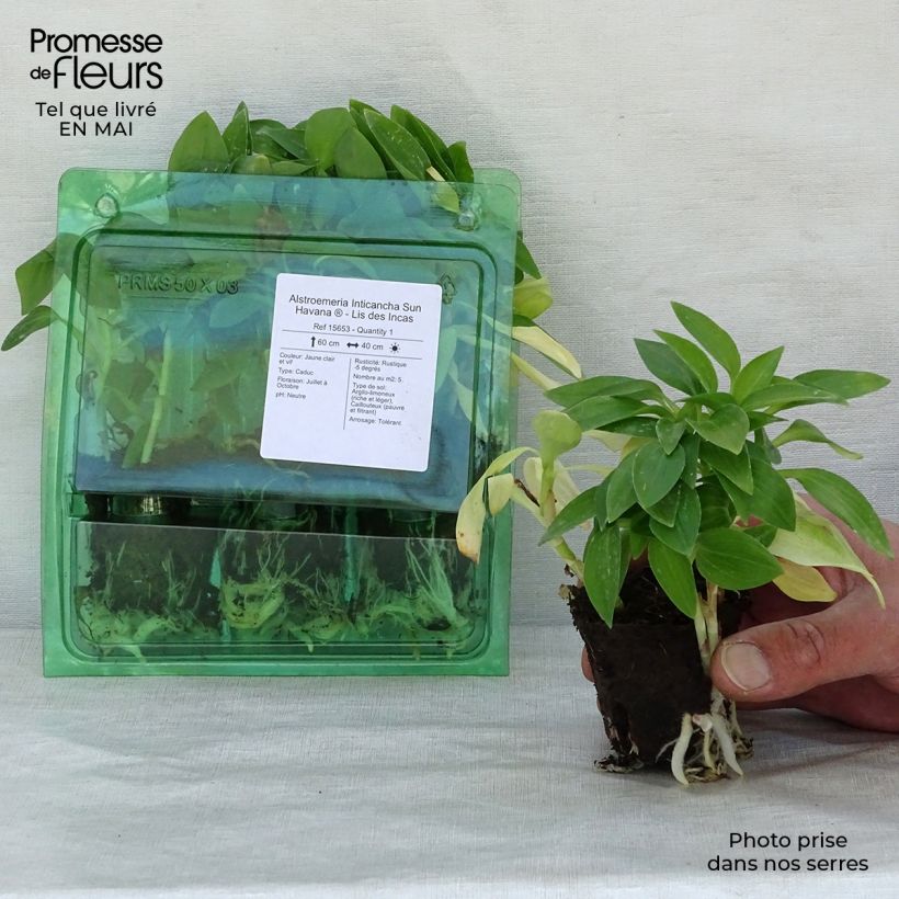 Exemplar von Alstroemeria Inticancha Sun Havana - Inkalilie Wurzelballen 4 cm x 4,5 cm wie im Frühjahr geliefert