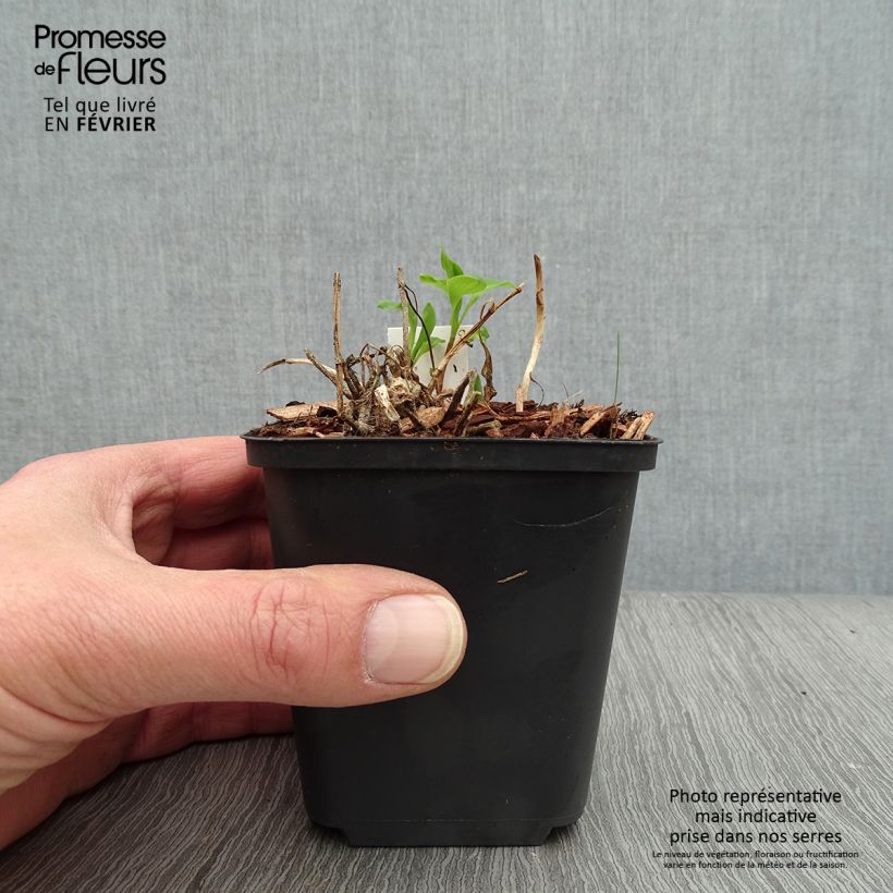 Exemplar von Alstroemeria Mars - Inkalilie Kleine Töpfe von 8/9 cm wie im Winter geliefert