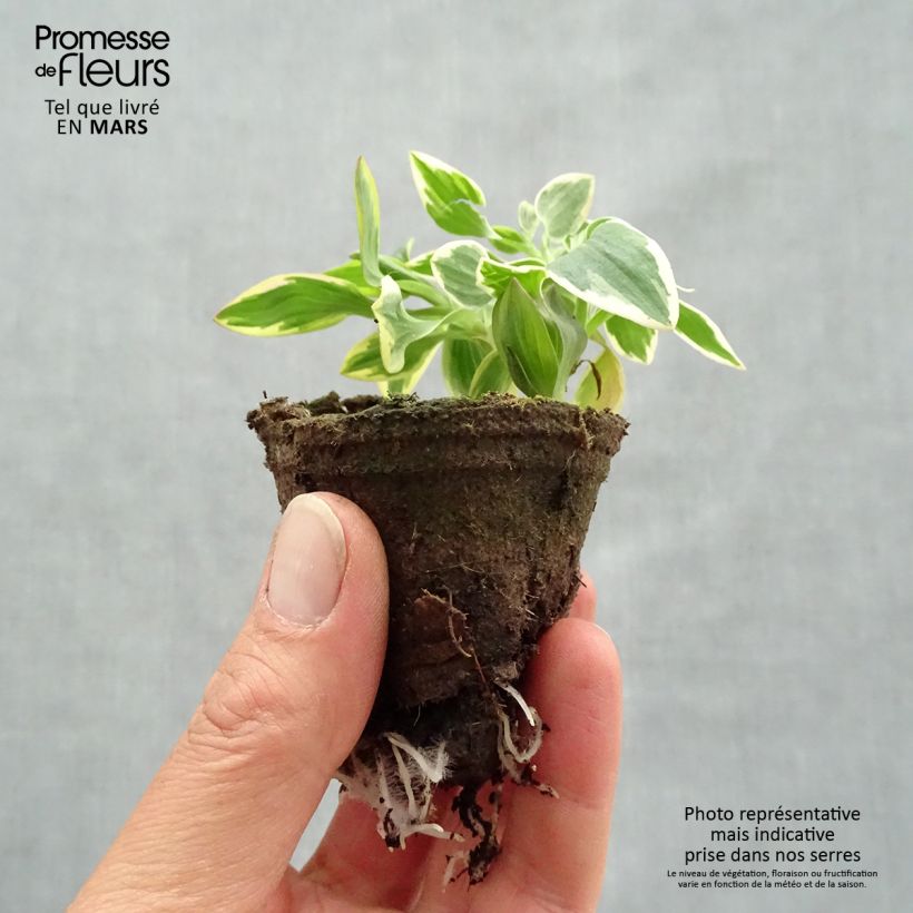 Exemplar von Alstroemeria Summer Paradise River Valley - Inkalilie Wurzelballen 4 cm x 4,5 cm wie im Frühjahr geliefert