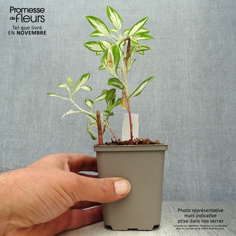 Exemplar von Alstroemeria Rock'n roll - Inkalilie Kleine Töpfe von 8/9 cm wie im Herbst geliefert