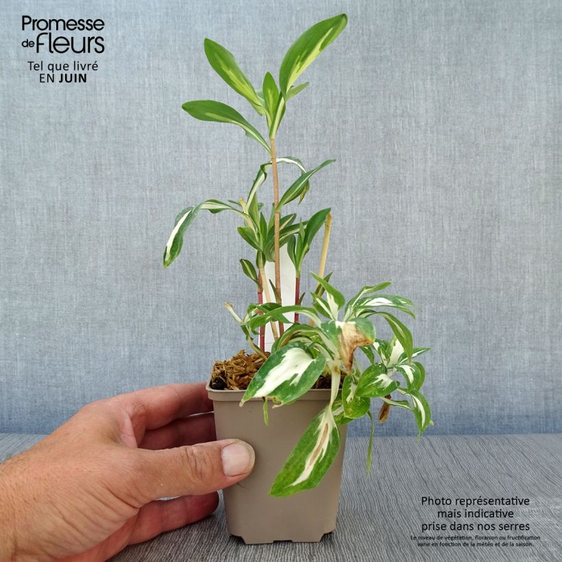 Exemplar von Alstroemeria Rock'n roll - Inkalilie Kleine Töpfe von 8/9 cm wie im Sommer geliefert