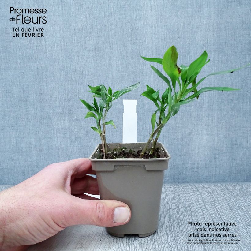 Exemplar von Alstroemeria Sweet Laura - Inkalilie Kleine Töpfe von 8/9 cm wie im Winter geliefert