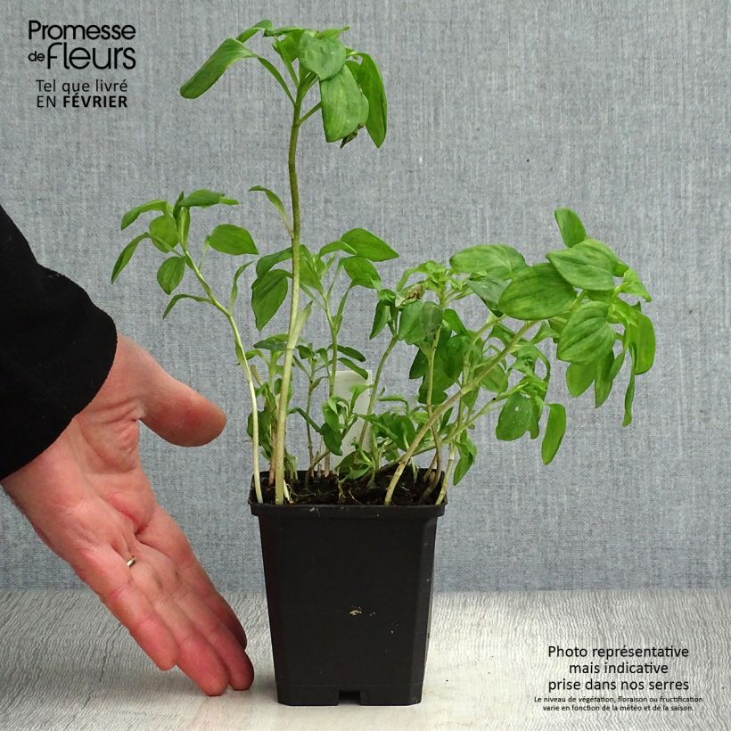 Exemplar von Alstroemeria psittacina - Inkalilie Kleine Töpfe von 8/9 cm wie im Winter geliefert