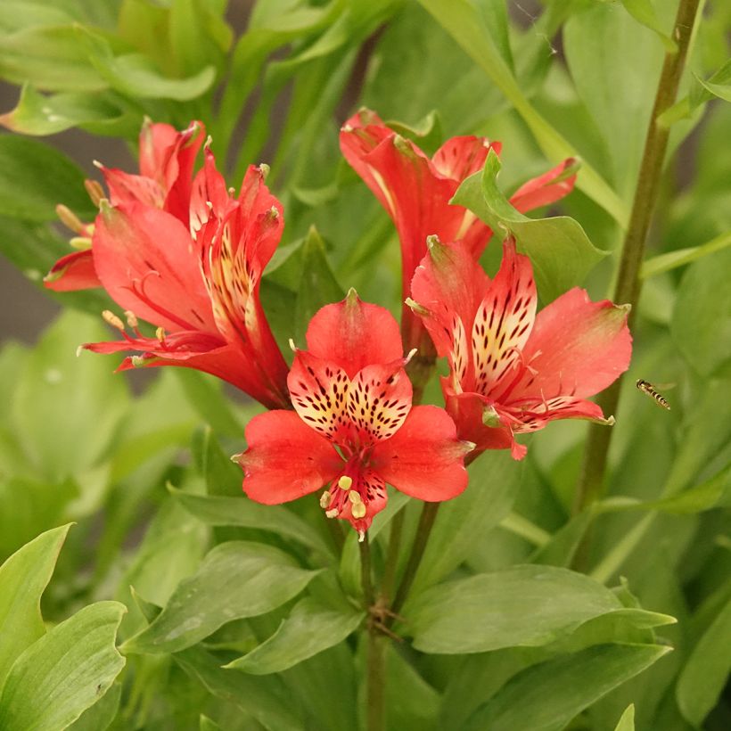 Alstroemeria Duc d'Anjou Louis - Inkalilie (Blüte)