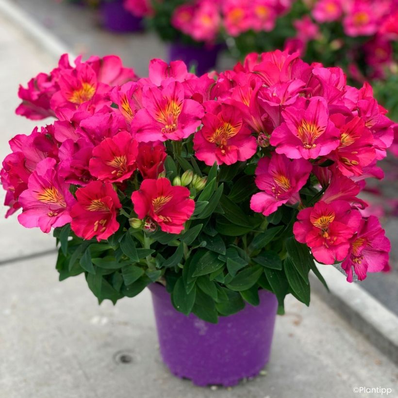 Alstroemeria Incalys Cherry - Inkalilie (Wuchs)