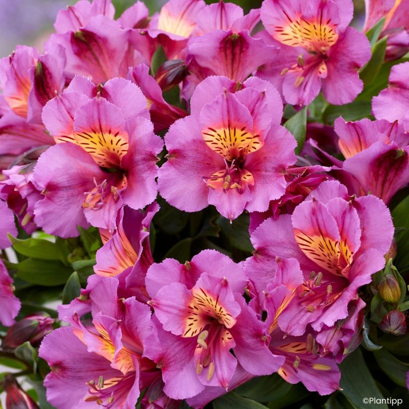 Alstroemeria Incalys Purple - Inkalilie (Blüte)