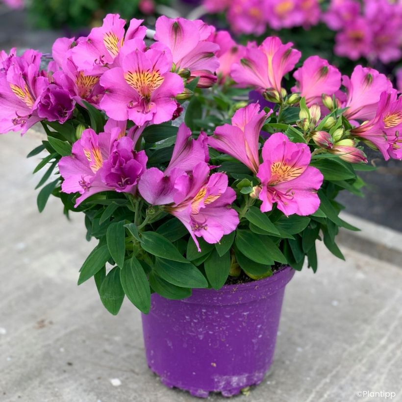Alstroemeria Incalys Purple - Inkalilie (Wuchs)