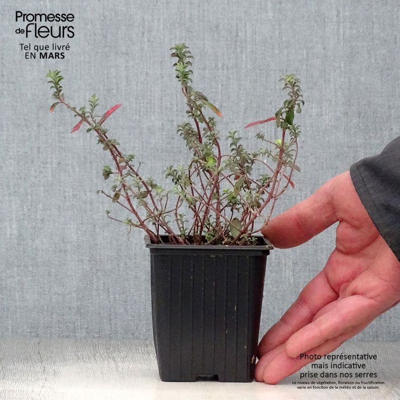 Exemplar von Alyssum argenteum - Silber-Steinkresse Kleine Töpfe von 7/8 cm wie im Frühjahr geliefert