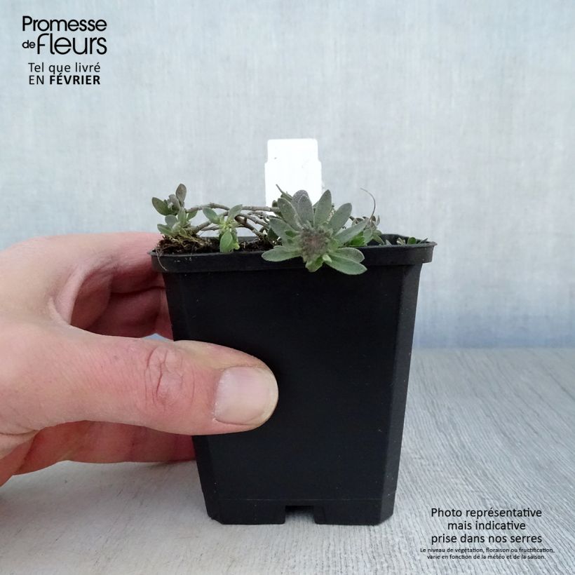 Exemplar von Alyssum montanum Berggold - Berg-Steinkresse Kleine Töpfe von 8/9 cm wie im Winter geliefert