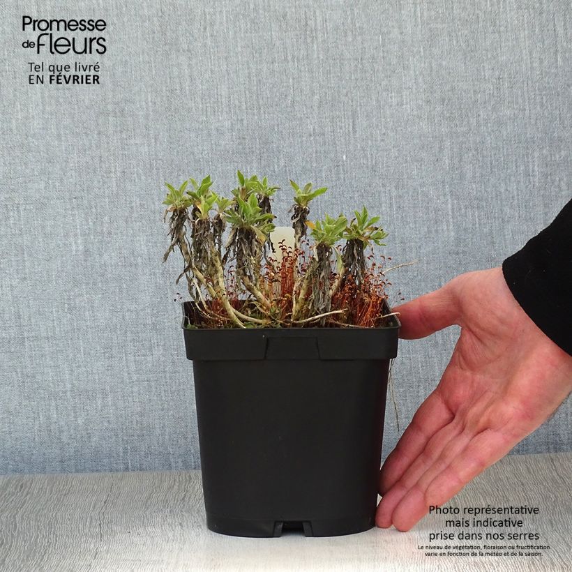 Exemplar von Alyssum saxatilis Goldkugel - Felsen-Steinkresse Topf mit 2L/3L wie im Winter geliefert