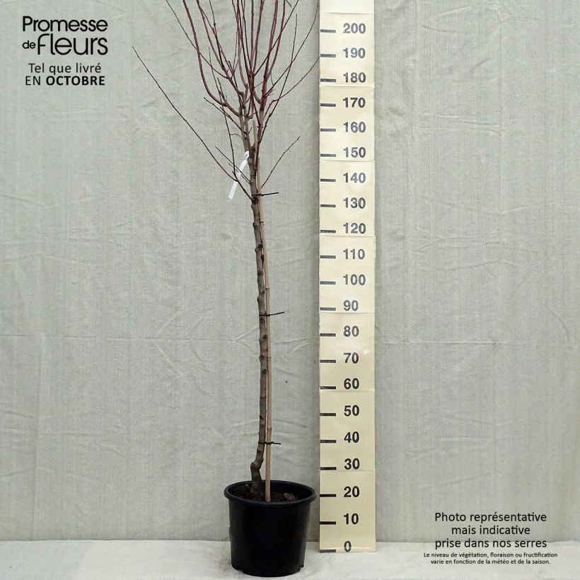 Exemplar von Mandelbaum Supernova - Prunus dulcis Topf mit 12L/15L, Halbstamm wie im Herbst geliefert