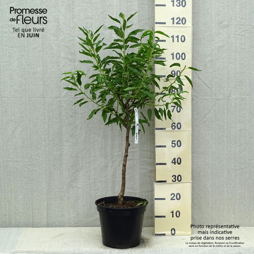 Exemplar von Mandelbaum Texas - Prunus dulcis Topf mit 7,5L/10L, Gobelet-Form wie im Sommer geliefert