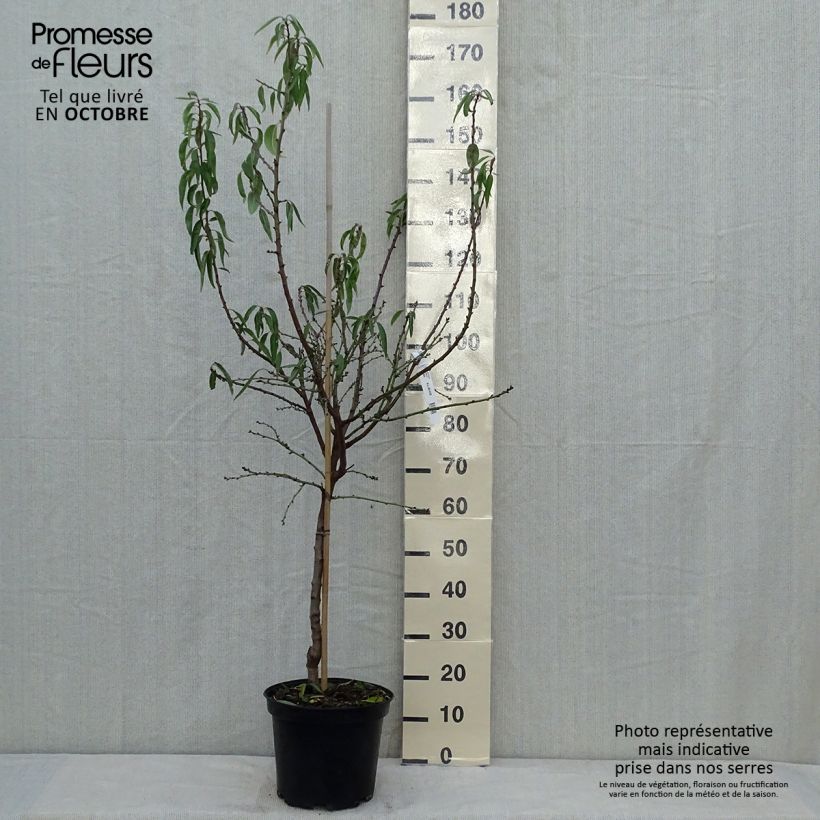 Exemplar von Mandelbaum Texas - Prunus dulcis Topf mit 7,5L/10L, Gobelet-Form wie im Herbst geliefert