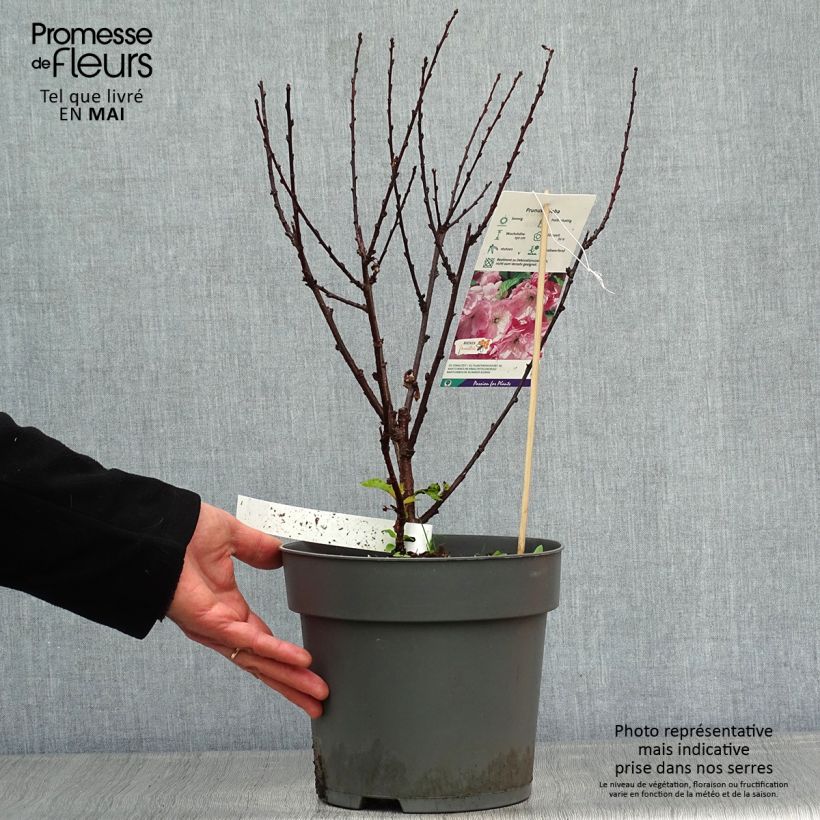 Exemplar von Mandelbäumchen - Prunus triloba Topf mit 4L/5L wie im Frühjahr geliefert