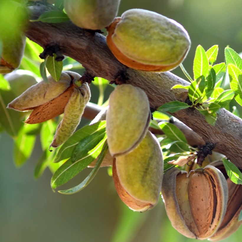 Mandelbaum Fruit me Almond me - Prunus dulcis (Ernte)