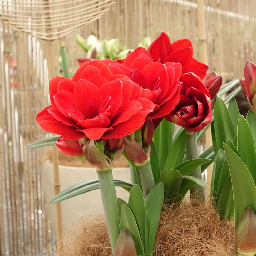 Hippeastrum Double Dragon - Ritterstern (Hafen)