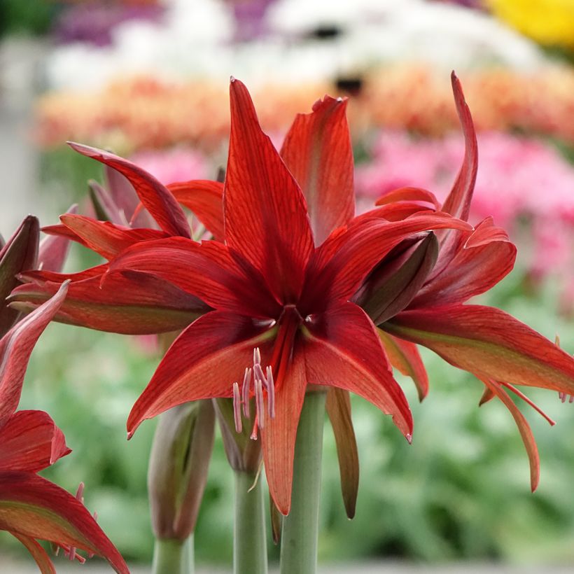 Hippeastrum Cybester Bogota - Ritterstern (Blüte)