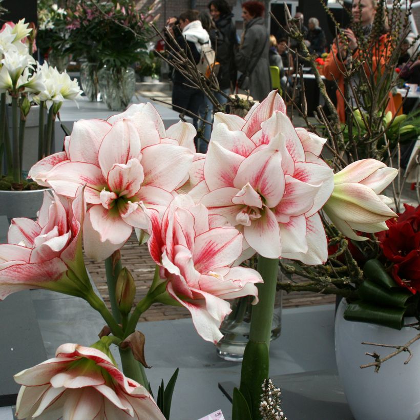 Hippeastrum double Elvas - Ritterstern (Wuchs)