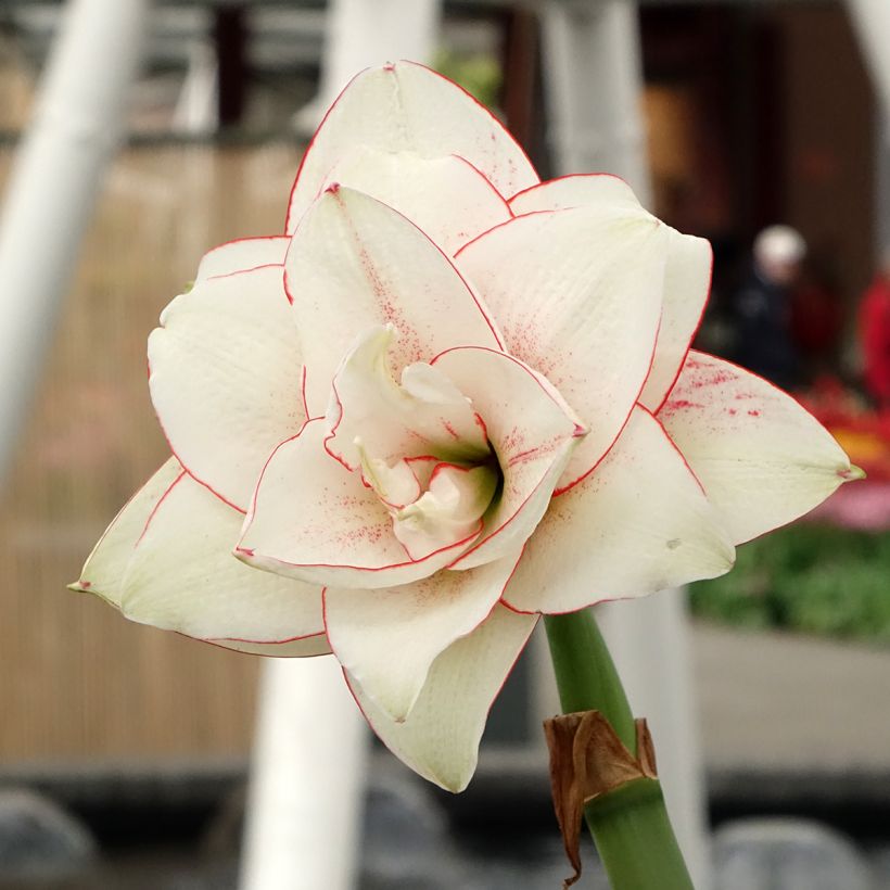 Hippeastrum double Elvas - Ritterstern (Blüte)