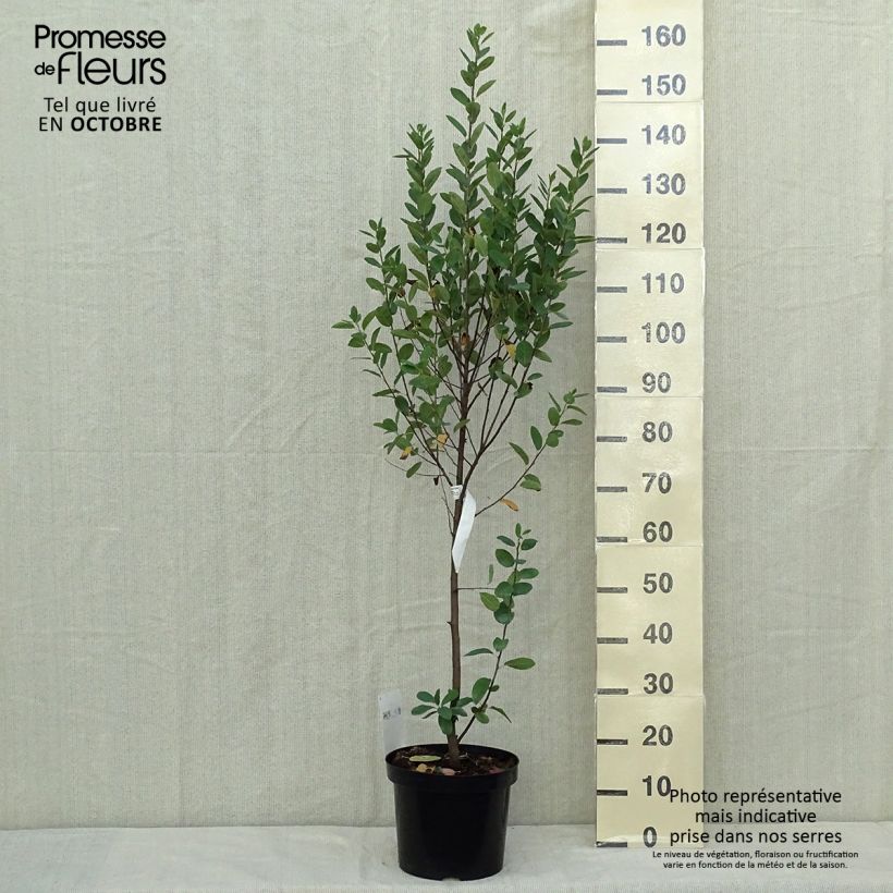 Exemplar von Amelanchier canadensis Rainbow Pillar - Kanadische Felsenbirne Topf mit 4L/5L wie im Herbst geliefert