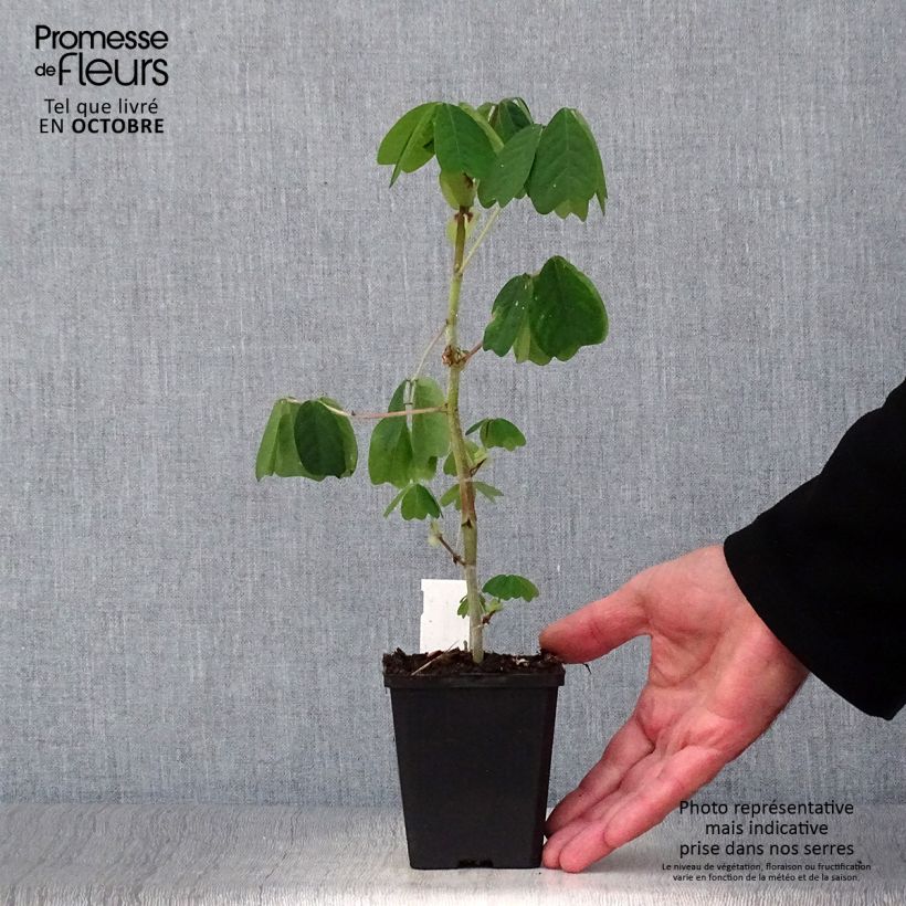Exemplar von Amicia zygomeris - Jochblättrige Amicia Kleine Töpfe von 8/9 cm wie im Herbst geliefert