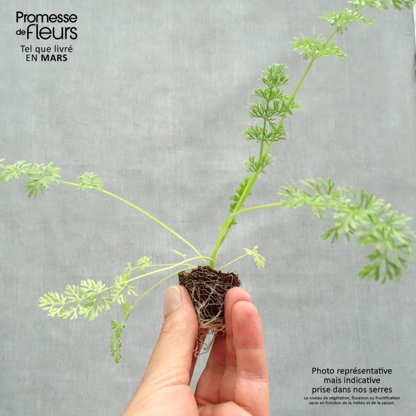 Exemplar von Ammi visnaga The giant wie im Frühjahr geliefert