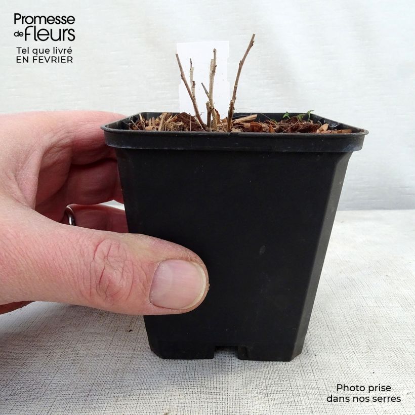 Exemplar von Amorpha canescens - Bleibusch Kleine Töpfe von 8/9 cm wie im Winter geliefert