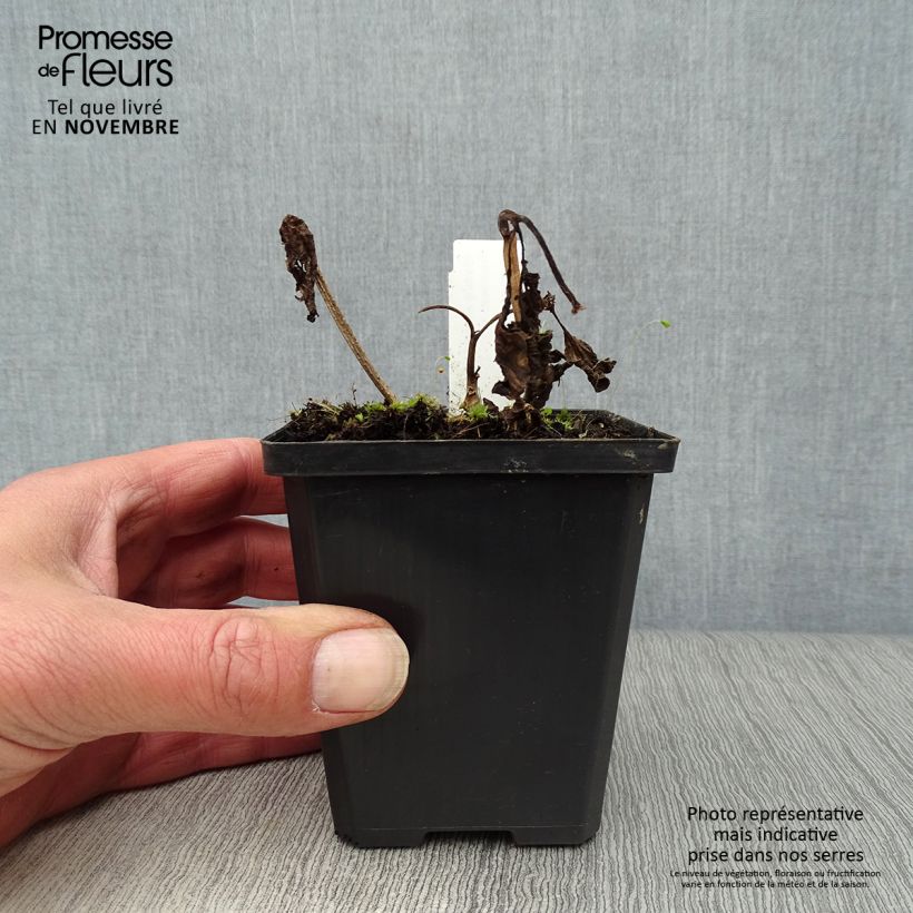 Exemplar von Physalis alkekengi var. franchetii - Lampionblume Kleine Töpfe von 8/9 cm wie im Herbst geliefert