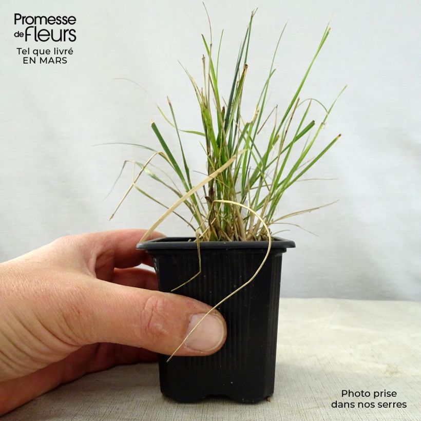 Exemplar von Ampelodesmos mauritanicus Kleine Töpfe von 8/9 cm wie im Frühjahr geliefert