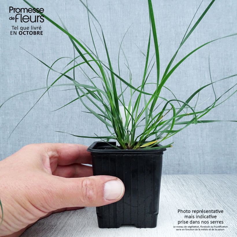 Exemplar von Ampelodesmos mauritanicus Kleine Töpfe von 8/9 cm wie im Herbst geliefert
