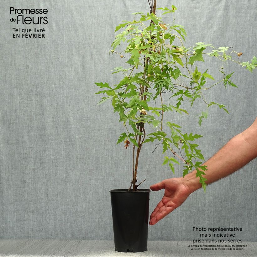 Exemplar von Ampelopsis aconitifolia - Scheinrebe Topf mit 2L/3L wie im Herbst geliefert