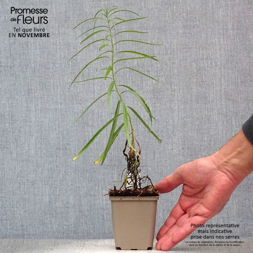 Exemplar von Amsonia Ernst Pagels - Amsonie Kleine Töpfe von 8/9 cm wie im Herbst geliefert