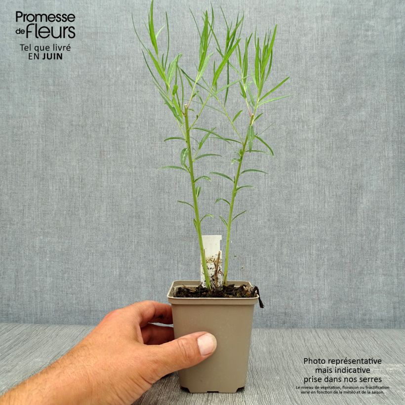 Exemplar von Amsonia Ernst Pagels - Amsonie Kleine Töpfe von 8/9 cm wie im Sommer geliefert