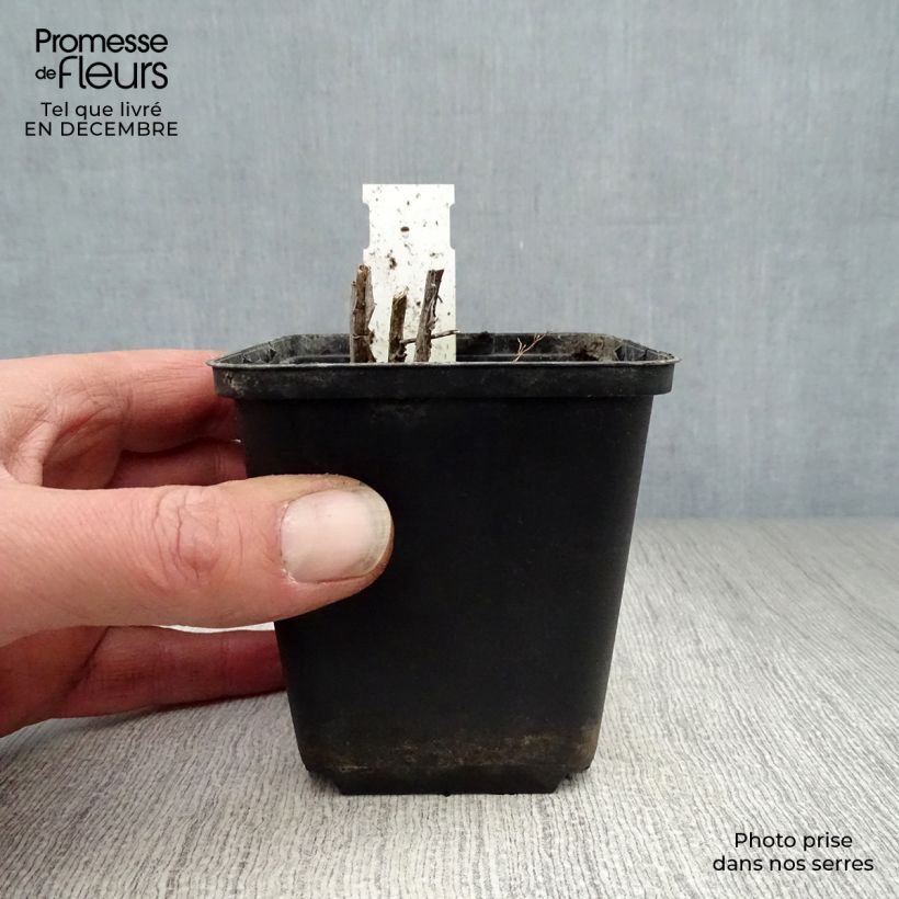 Exemplar von Amsonia ciliata - Amsonie Kleine Töpfe von 8/9 cm wie im Winter geliefert