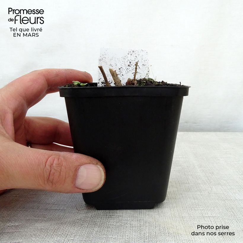 Exemplar von Amsonia hubrichtii - Amsonie Kleine Töpfe von 8/9 cm wie im Frühjahr geliefert