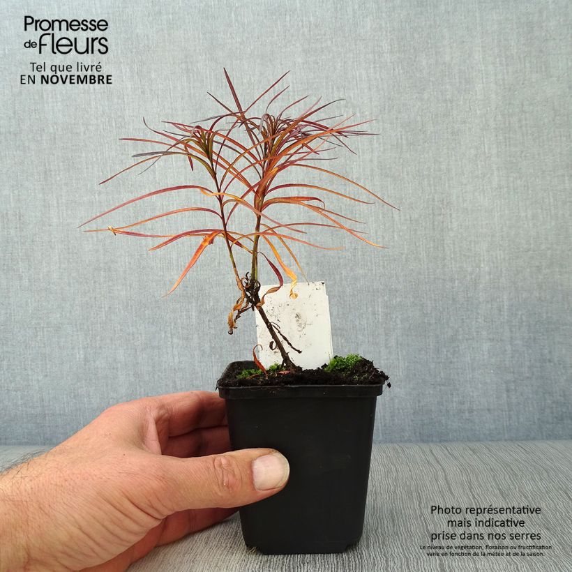 Exemplar von Amsonia hubrichtii - Amsonie Kleine Töpfe von 8/9 cm wie im Herbst geliefert