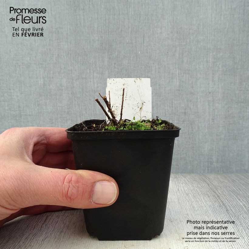 Exemplar von Amsonia hubrichtii - Amsonie Kleine Töpfe von 8/9 cm wie im Winter geliefert