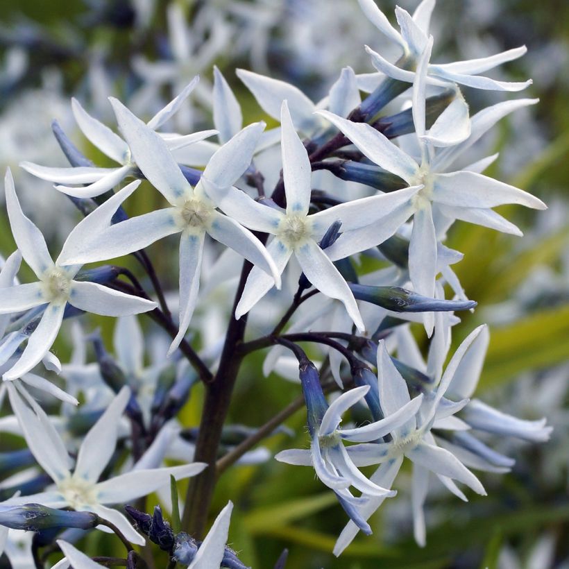 Amsonia hubrichtii - Amsonie (Blüte)