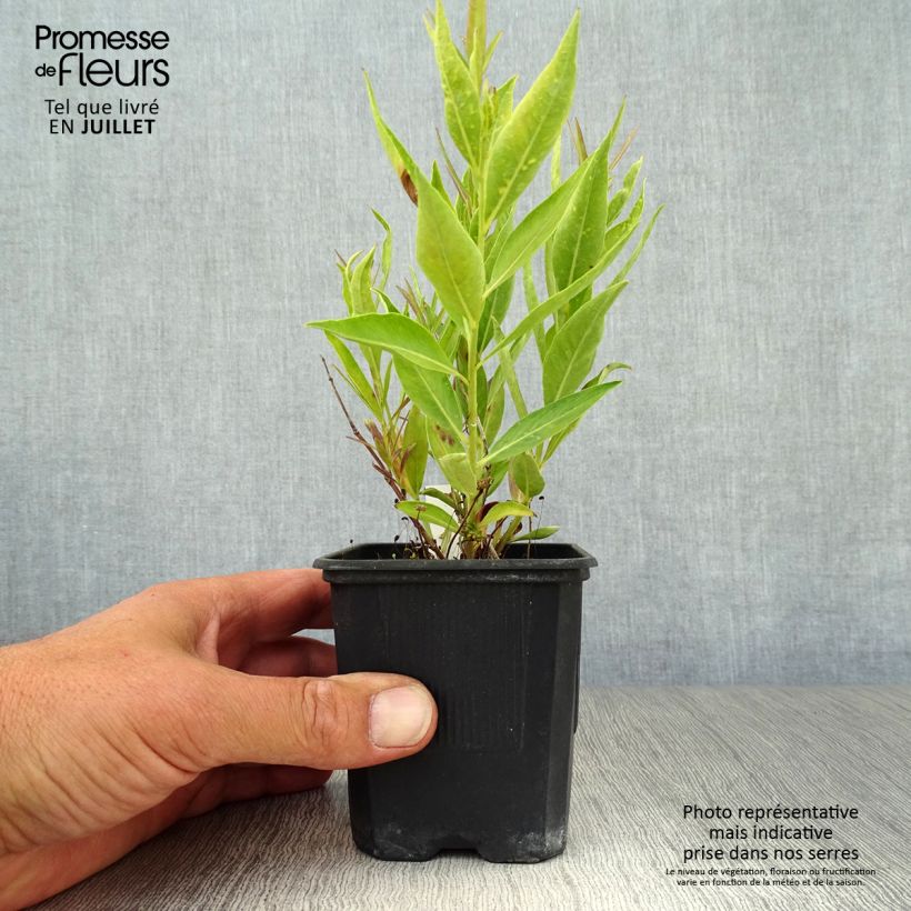 Exemplar von Amsonia Blue Ice - Amsonie Kleine Töpfe von 8/9 cm wie im Sommer geliefert