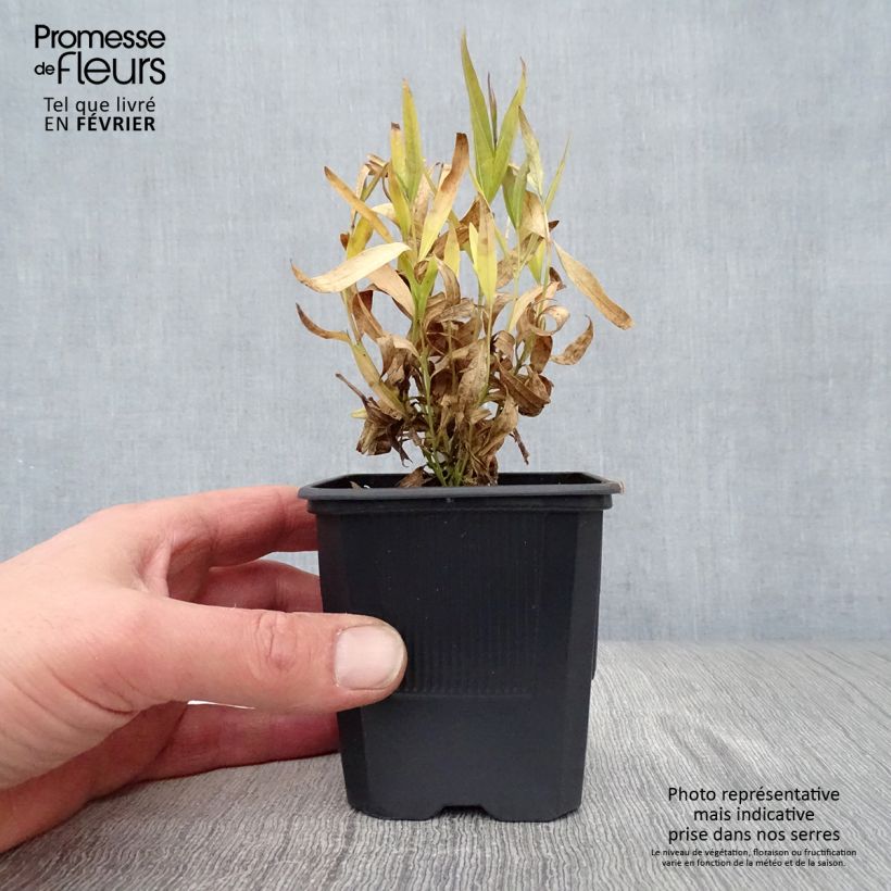 Exemplar von Amsonia Blue Ice - Amsonie Kleine Töpfe von 8/9 cm wie im Winter geliefert