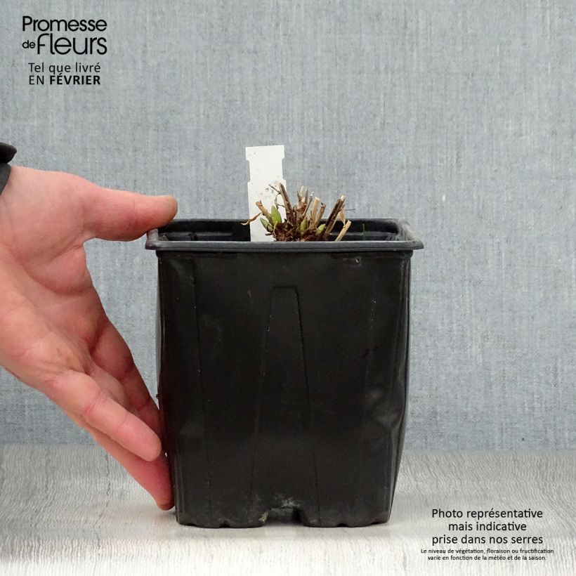 Exemplar von Amsonia Blue Ice - Amsonie Topf mit 2L/3L wie im Winter geliefert